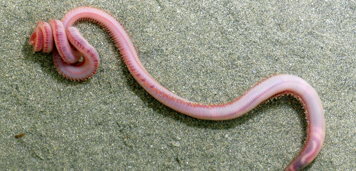 bloodworm-1160-557.jpg