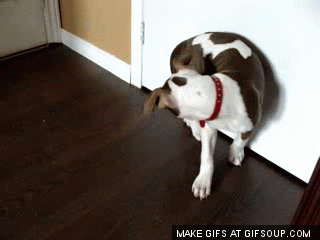 IMG_0224.GIF