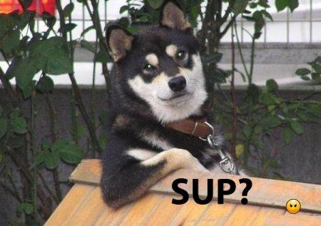 sup_dog.jpg