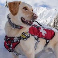 RescueDog