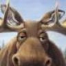 firemoose0827
