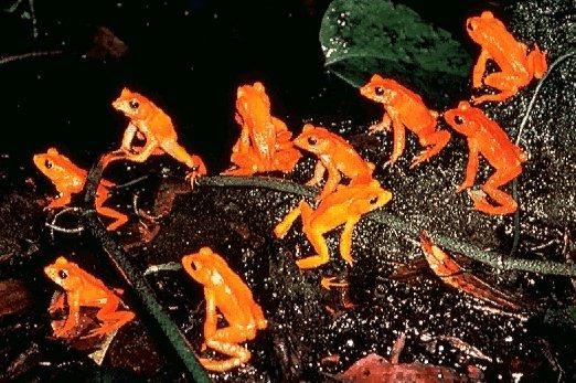 GoldenToads-CostaRica.jpg