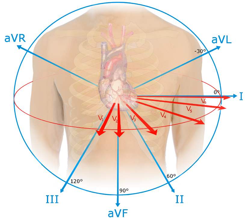 EKG_leads.png