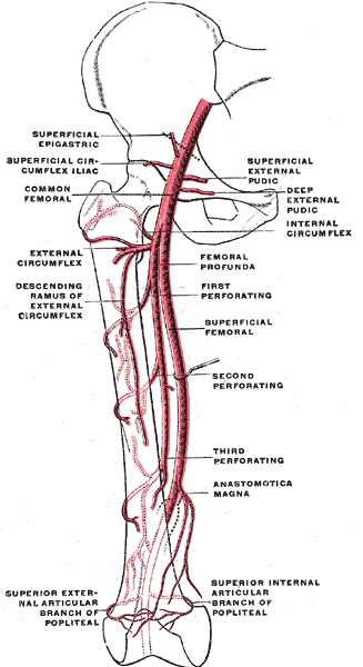 Femoral_Artery.gif