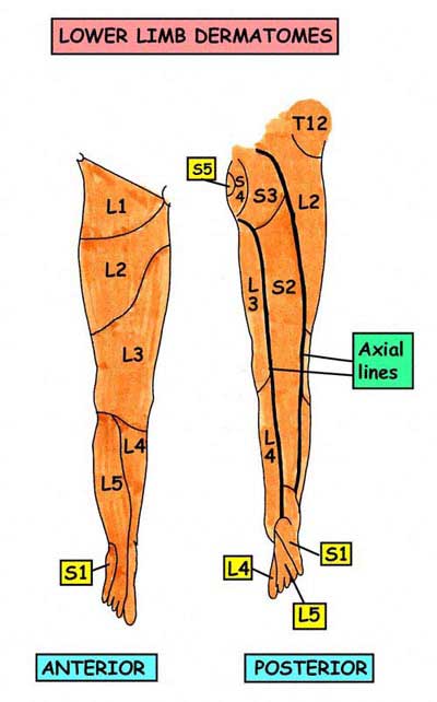 Leg-dermatomes.jpg