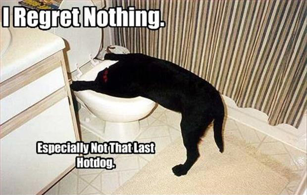 I-regret-nothing-dog-in-toilet.jpg