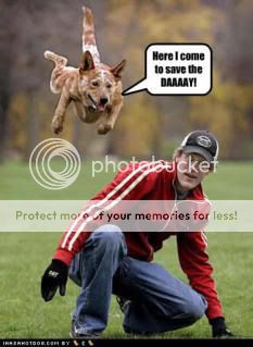 funny-dog-pictures-save-daaaay.jpg